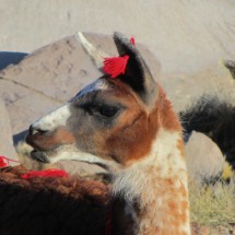 Llama in Parinacota